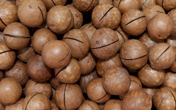 Betel Nuts