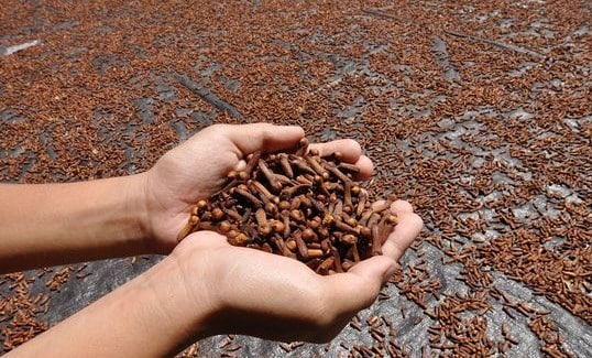 Cloves