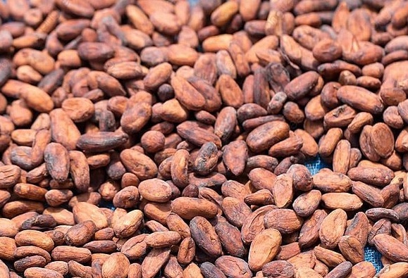 coc1 Cocoa Beans