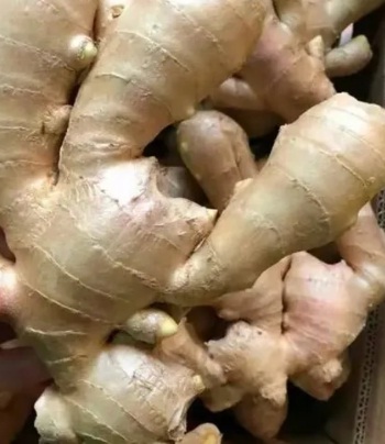 jah1 Fresh Ginger