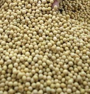 Soybean