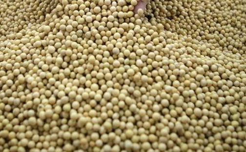 soy Soybean